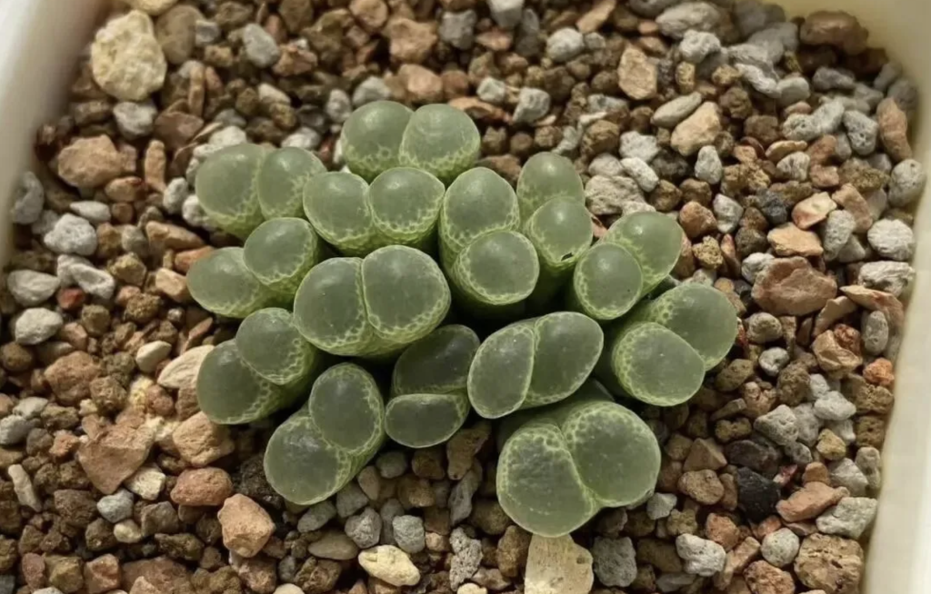Nomenclature
of Conophytum