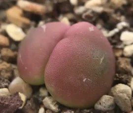 The Four Seasons of Conophytum hammeri