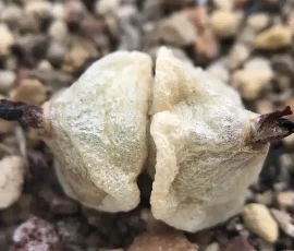 The Four Seasons of Conophytum hammeri