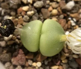 The Four Seasons of Conophytum hammeri