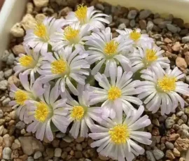 Conophytum