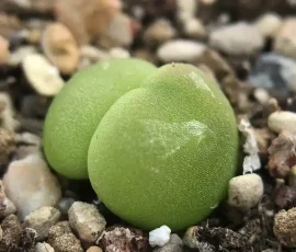 The Four Seasons of Conophytum hammeri